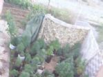 Antalya’da Saksılarda Ekili 140 Kök Hint Keneviri Ele Geçirildi