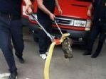 Yalova’da Yılan Kurtarma Operasyonu...(özel Haber)