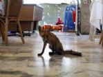 Turistik Restorana Tilki Sürprizi
