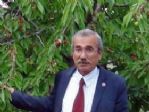 Napolyon Cinsi İhracatlık Kirazın Kilosu 1 Liranın Altına Düştü