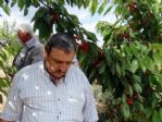 Napolyon Cinsi İhracatlık Kirazın Kilosu 1 Liranın Altına Düştü