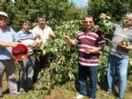 Çiftçiler Kiraz Ağaçlarını Kesiyor