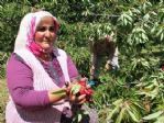 Çiftçiler Kiraz Ağaçlarını Kesiyor