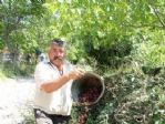 Çiftçiler Kiraz Ağaçlarını Kesiyor