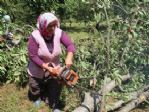 Çiftçiler Kiraz Ağaçlarını Kesiyor