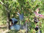 Çiftçiler Kiraz Ağaçlarını Kesiyor