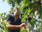 Kiraz Üreticisinin Yüzünü Güldürdü