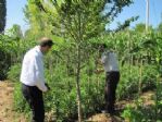 Hisarcık’ta Domatesi Fungal Hastalığı Vurdu