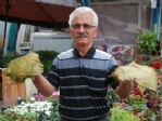 Tokat’ta Bağ Yaprağı Önemli Bir Pazar Oluşturuyor