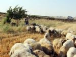 (özel Haber) Çiftçi Ve Çobanların Zorlu Mesaisi