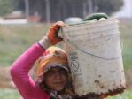 (özel Haber) 40 Lira İçin 40 Derece Sıcakta Tarlada Çalışıyorlar