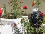 (özel Haber) Şehitlikte Buruk Bayram
