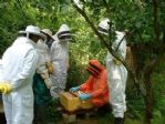 Orman Ve Su İşleri Bakanlığı’ndan İzmir’de Arı Safari Uygulaması