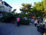 Didim’de Devrilen Ağaç Yolu Trafiğe Kapattı