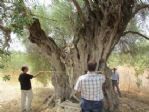 Kuşadası’ndaki 16 Ağacın Koruma Altına Alınması İsteniyor