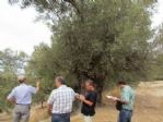 Kuşadası’ndaki 16 Ağacın Koruma Altına Alınması İsteniyor