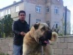 Sarıgöl’de ’çoban Köpekleri ırk Güzellik Yarışması’ Düzenleniyor