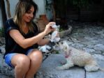 Yavrusu Olmayan Köpek, Kedilere Annelik Yapıyor
