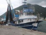Palamut Sinop’ta Oltaya Takıldı, Trabzon’da Balıkçının Umudu Oldu