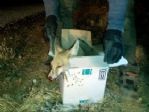 Yaralı Tilki Yaşam Mücadelesi Veriyor