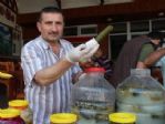 Ordulu Turşuculara Gurbetçi Ve Turist Akını