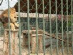 Sıcaktan Bunalan Hayvanlar Fıskiye İle Serinletiliyor