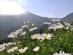 Karadeniz Yaylaları Yaz Ayları İle Birlikte Papatya Bahçesine Döndü