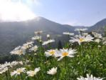 Karadeniz Yaylaları Yaz Ayları İle Birlikte Papatya Bahçesine Döndü