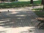 Adana’da Termometreler 52 Dereceyi Gösterdi