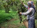 Giresun’da Yeni Mahsul Fındık Hasadı Başladı