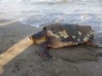 Mersin’de Yaralı Caretta Caretta Sahile Vurdu