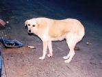 Tekirdağ’da Sahipsiz Köpekler Vatandaşları Korkutuyor