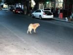 Tekirdağ’da Sahipsiz Köpekler Vatandaşları Korkutuyor