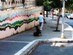 Tekirdağ’da Sahipsiz Köpekler Vatandaşları Korkutuyor