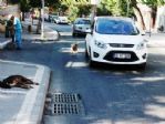 Tekirdağ’da Sahipsiz Köpekler Vatandaşları Korkutuyor