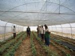 Somali Tarım Okulu Projesi Meyvelerini Verdi