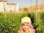 Van’da Sebze Üretimi