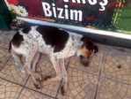 Vicdansızlar Köpeğin Gözünü Patlattı