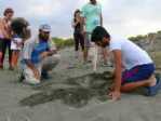 Hatay’da Caretta Carettalar Denizle Buluştu