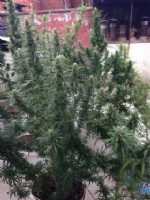 Samsun’da Uyuşturucu Operasyonu