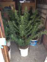 Samsun’da Uyuşturucu Operasyonu