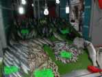 İnebolu’da 7 Kilo 700 Gramlık Levrek Şaşırttı