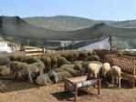 Kuşadası’nda Kurban Bayramı Hazırlıkları Tamamlandı