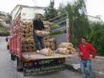 Patates Fiyatı Geçen Yıla Göre Ucuzladı
