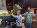 Aydın’da Zeytin Hasadı Başladı