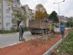 Alaplı Deniz Dolgu Alanı Ağaçlandırılıyor