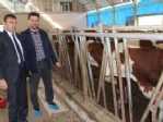 Trabzon Kendi Tereyağını Üretmek İçin Artık Dışarıdan Süt Almayacak