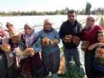 (özel Haber) Kış Çileği Hasadı Başladı