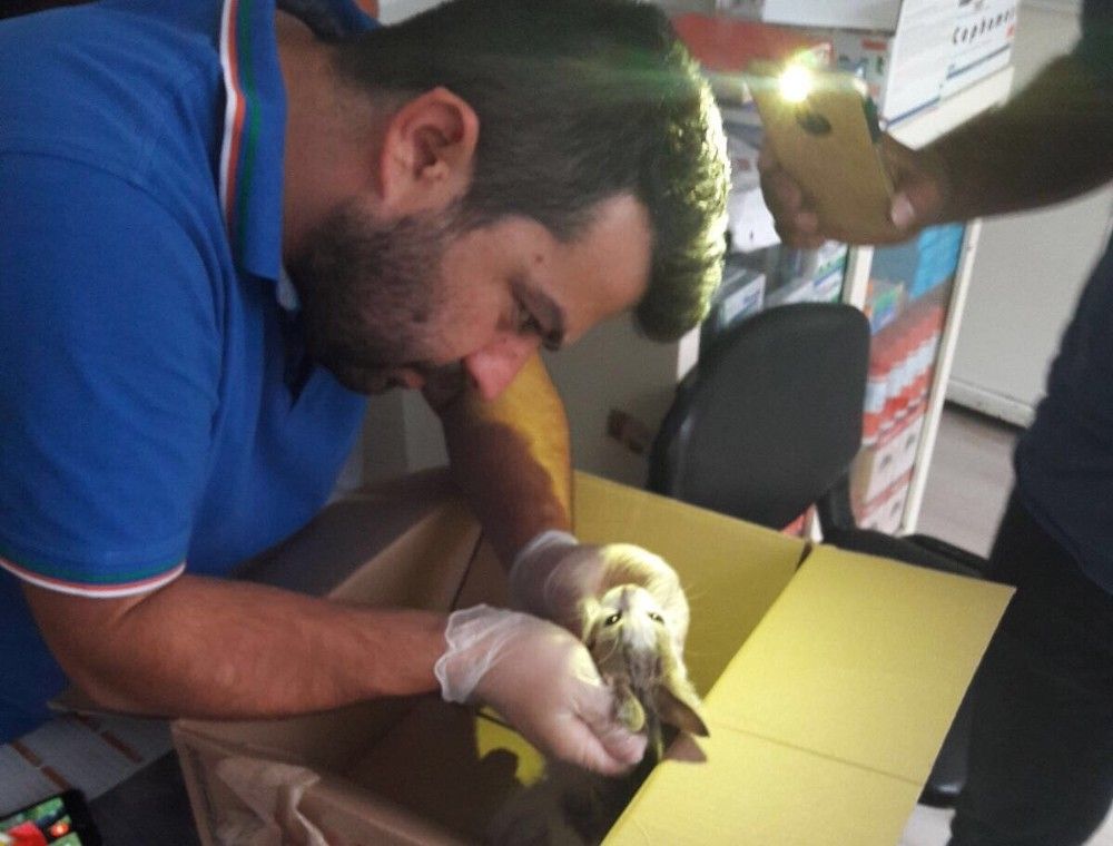 İtfaiye yaralı kediye sahip çıktı