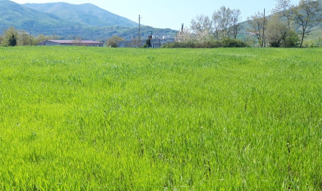 Atakum'da karakılçık buğdayı